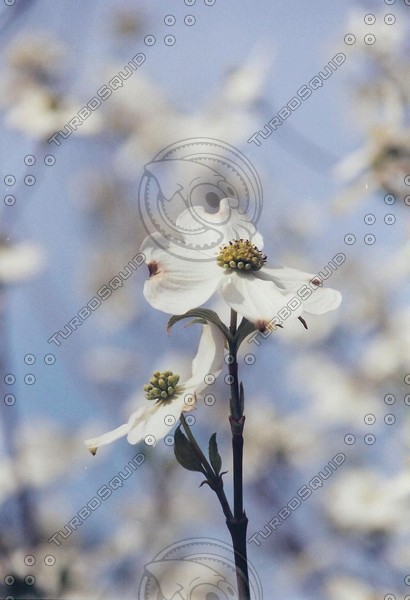 dogwood blue01.JPG